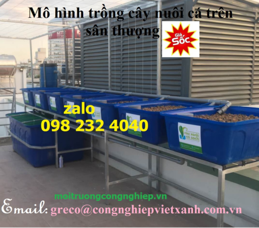 Mô hình trồng rau, nuôi cá trên sân thượng